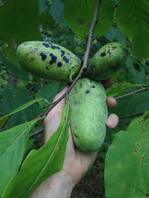 How to Identify Pawpaws — Foraging for Edible Wild Fruits