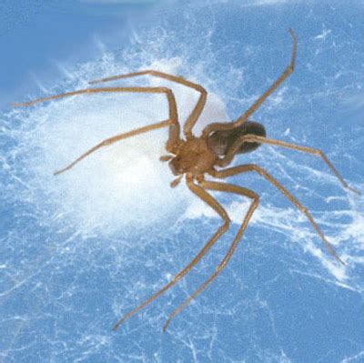 brown recluse spider - Loxosceles reclusa Gertsch and Mulaik