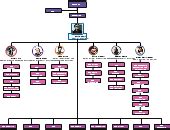 Organizational Chart Examples | Organizational Chart Templates | Creately