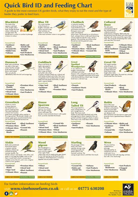 A Quick and Easy Guide to Bird Feeding | Infographic Post