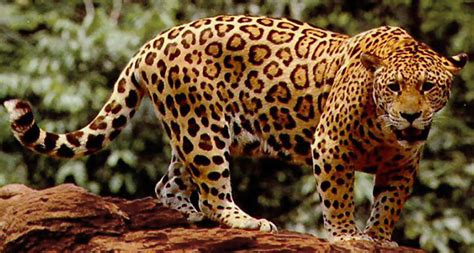 For jaguars, armored prey is no obstacle | Science News