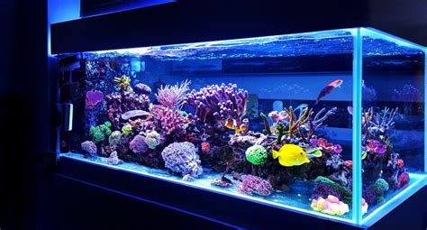 Aquariums: The New Medicine | Saltwater Aquariums | The Algae Lab ...