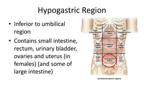 PPT - Body Cavities PowerPoint Presentation - ID:2096358