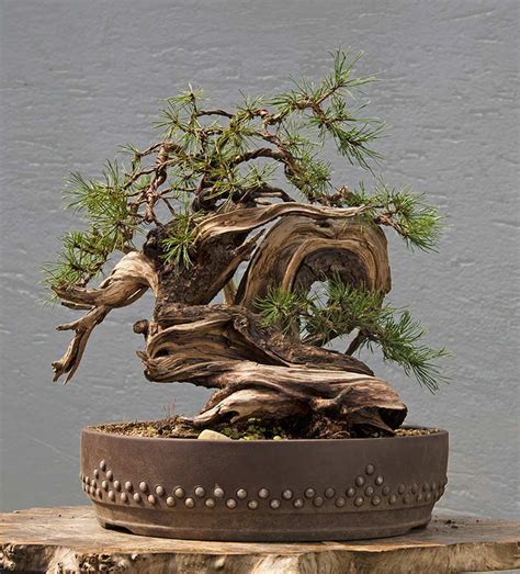 Walter Pall Bonsai Adventures: Mugo pine #32