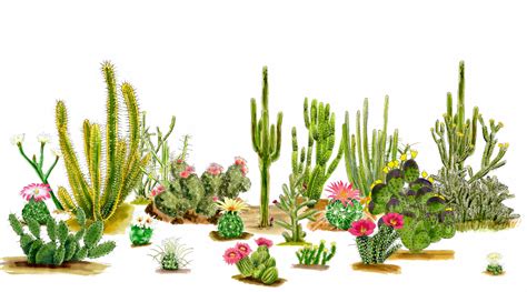 Beautiful Desert Plants With Names