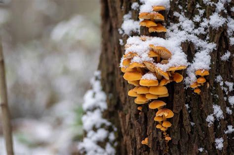 10 Wild Mushrooms Found in Winter - A-Z Animals