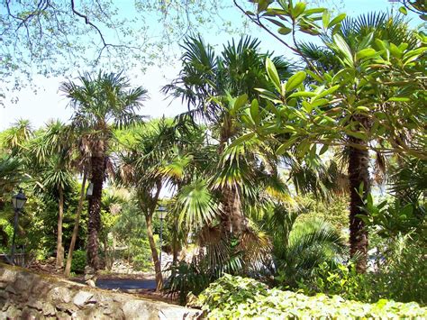 Palm Trees : Torquay © Len Williams :: Geograph Britain and Ireland