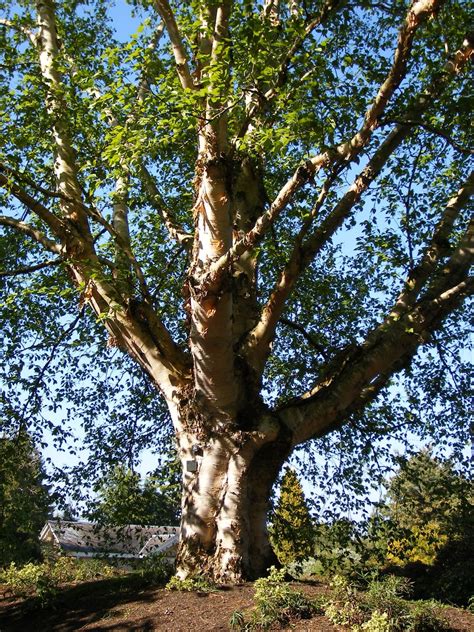 Betula albosinensis - Trees and Shrubs Online