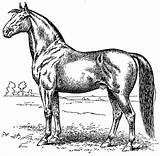 Vintage Horse Coloring Page  Free Clip Art sketch template