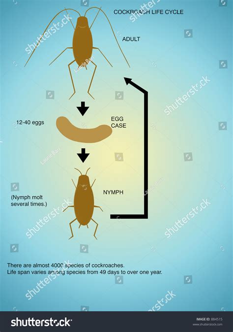 Cockroach Life-Cycle. Stock Photo 884515 : Shutterstock