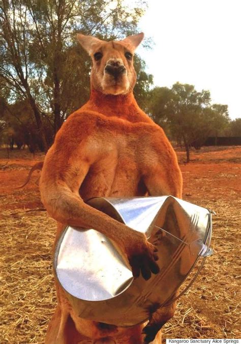 Meet Roger, An Incredibly Buff Kangaroo That Crushes Buckets | HuffPost