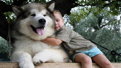 Adorable Alaskan Malamute playing with kids | Dog Loves Baby ...