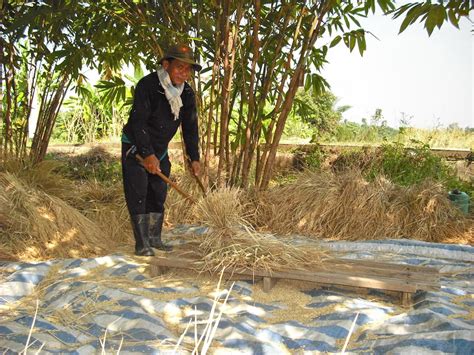 Rice growing season in Phrae