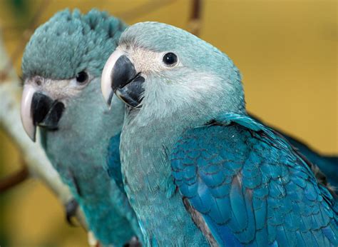 Has the Macaw Species from 'Rio' Movies Been Declared Extinct in the Wild?