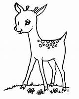 A Fawn Coloring Page  Free Printable Coloring Pages For Kids sketch template