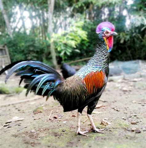 Green Jungle Fowl The King of Poultry Breed | Exotic Birds of Indonesi