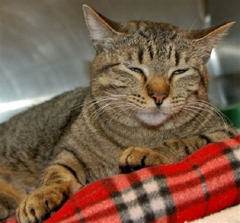 Shelter Pet of the Month: Tori | 605 Magazine