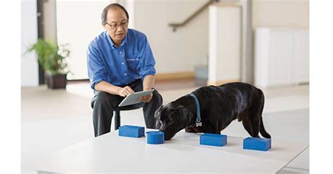 Why the Number of Dog Cognition Studies Is Rapidly Rising | Psychology ...