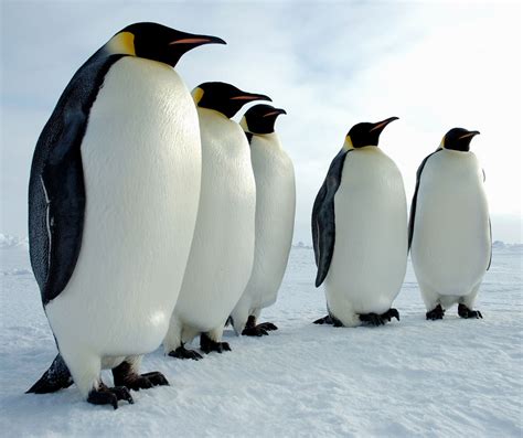 Emperor Penguin « Big Animals