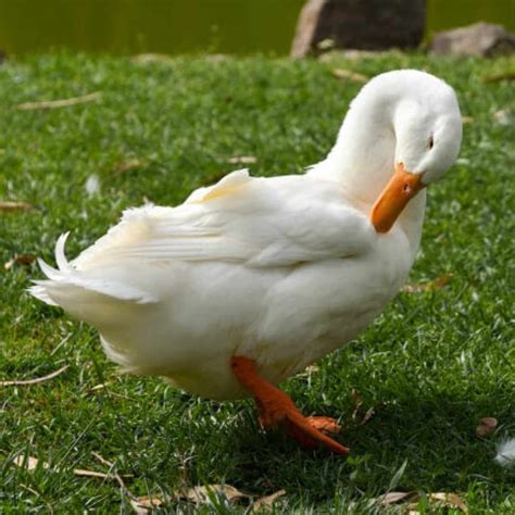 What Duck Breed is Best for You? | Meyer Hatchery Blog