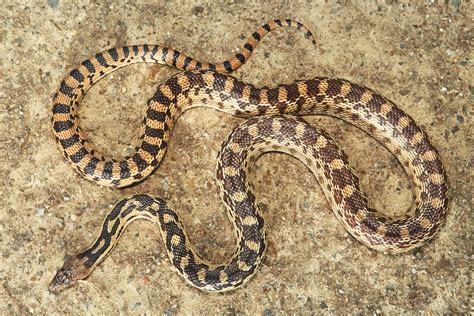 Bullsnake | Near Stillwater, Payne County, Oklahoma, USA Tha… | Flickr