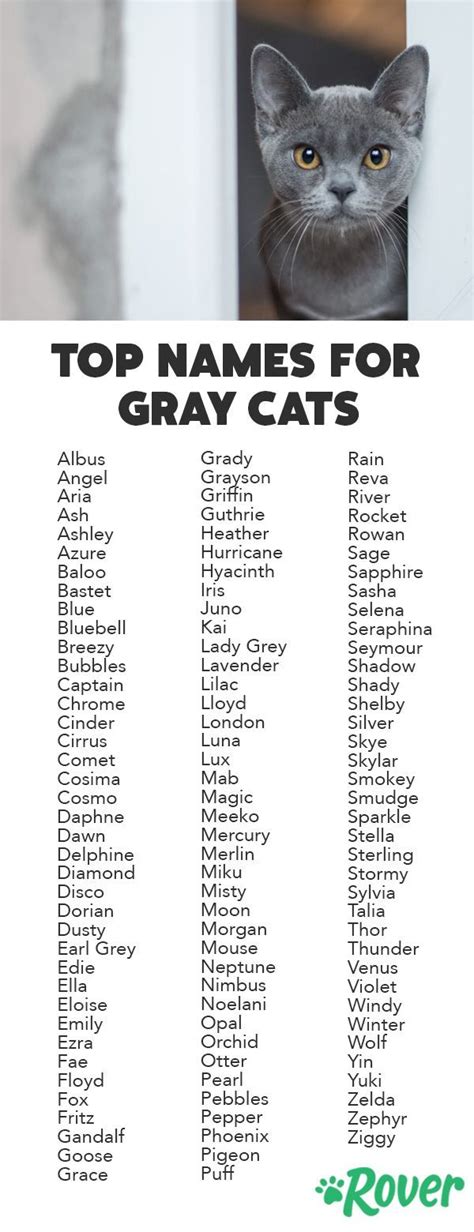 Good Cat Names For Grey Cats