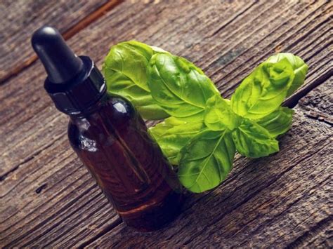 11 Amazing Benefits of Basil Essential Oil | Organic Facts