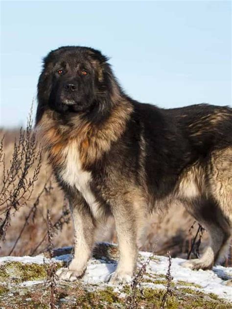 These 11 Russian Dog Breeds Will Leave You Amazed - PupVine