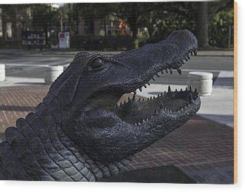 Albert The Uf Mascot Photograph by Lynn Palmer