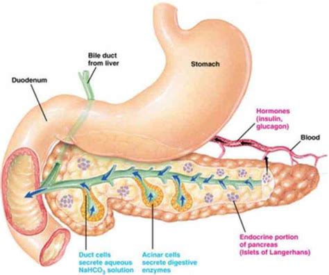 Location Of The Pancreas In The Human Body | MedicineBTG.com