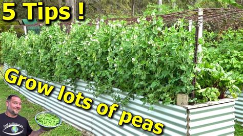 5 Tips How to Grow a Ton of Snow Peas - YouTube