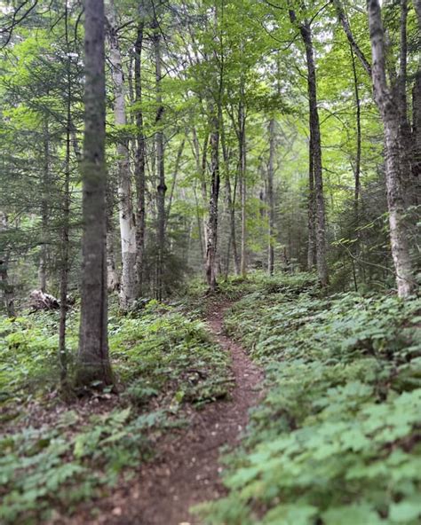 White Mountain trails : r/naturephotography