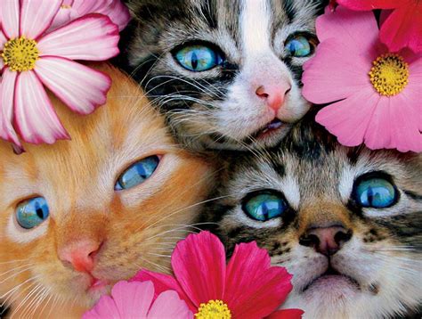 Kittens in Flowers (Avanti) Jigsaw Puzzle | PuzzleWarehouse.com