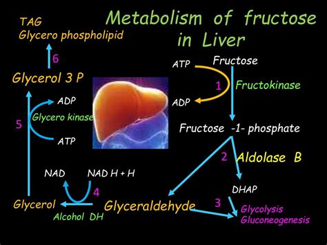 Fructose metabolism