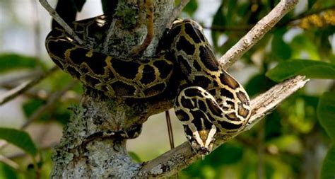 Burmese Python Facts | Anatomy, Diet, Habitat, Behavior - Animals Time