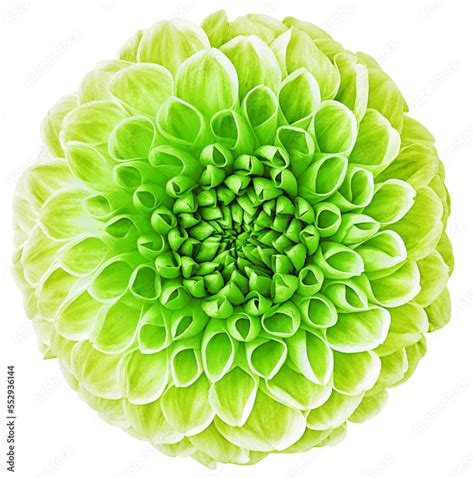 Green dahlia. Flower on a white isolated background with clipping path ...