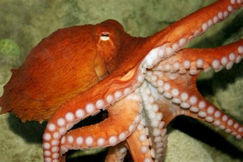 How Many Hearts Does An Octopus Have? - Online Field Guide