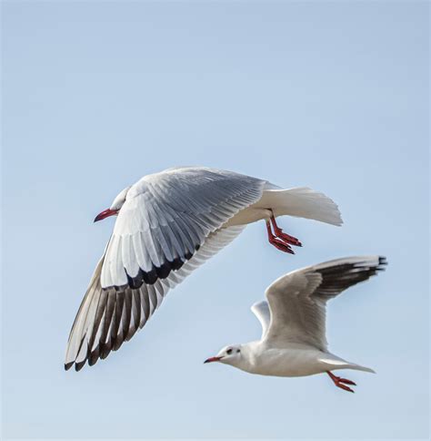 Close-Up Shot of a Seagull Flying · Free Stock Photo