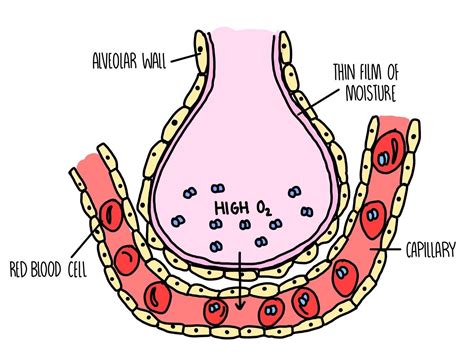 Alveoli And Capillaries Gas Exchange