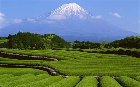 Wallpaper : pohon, pemandangan, Gunung Fuji, bukit, tanaman, salju, bidang, hijau, dataran ...