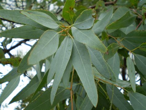 File:Eucalyptus staigeriana leaf.jpg - Wikimedia Commons