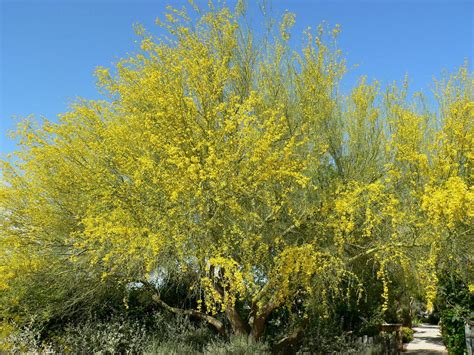 Arizona State Tree : The Arizona Native Plant Society