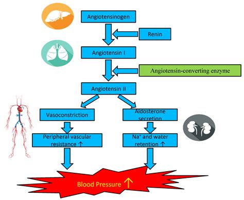 IJMS | Free Full-Text | The Antihypertensive Effects and Potential ...