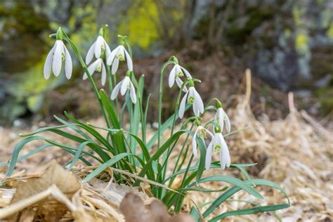 Snowdrop Flowers (Galanthus): Types, How to Grow and Care | Florgeous