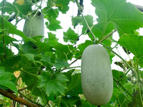 Petha (Winter Melon): Facts, Benefits, How to Grow & Care Tips – TrustBasket