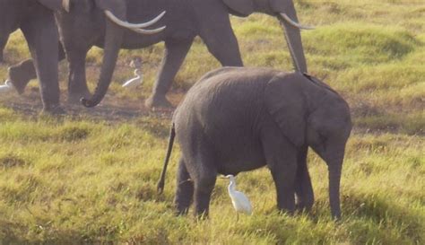 Maasai-World: Animals Of Amboseli National Park