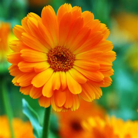 Benefits of Calendula Oil & Tincture - Corps of Renewal And Charity