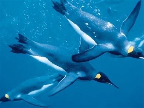 Emperor Penguin Swimming