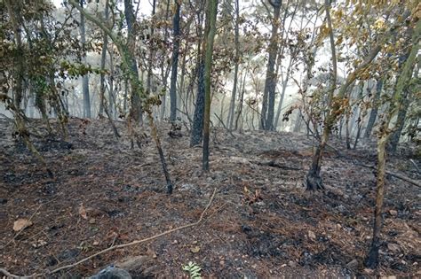 Forest fire occurs in Hanoi’s outskirts | DTiNews - Dan Tri ...