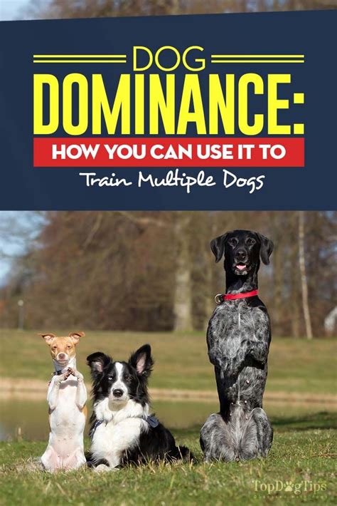 Dog Dominance Science: How You Can Use It to Train Multiple Dogs | Dog training, Socializing ...